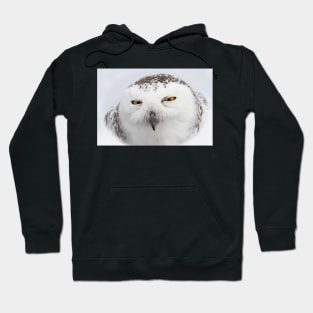 "Whooo goes there?" - Snowy Owl Hoodie